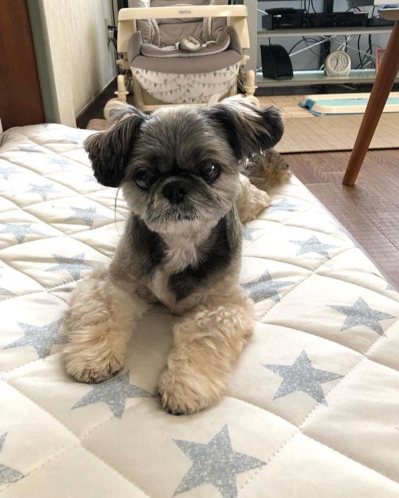 shih tzu puppies for sale